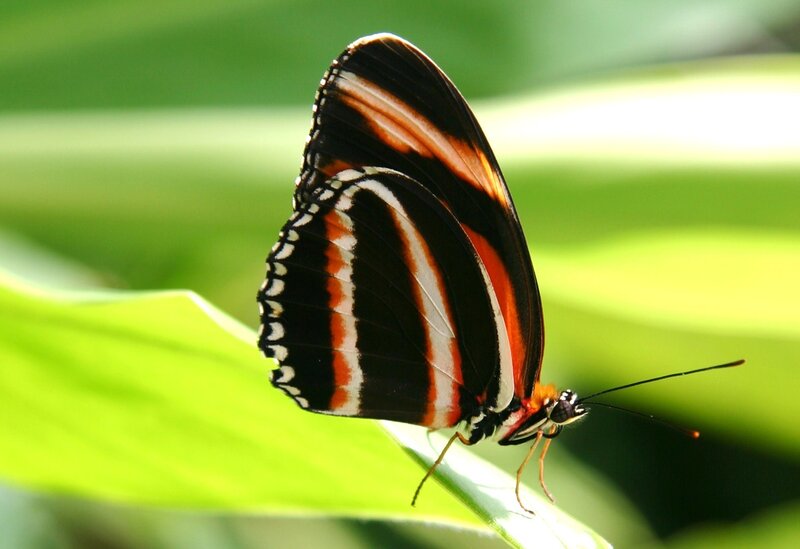 Butterfly on Green Leaf — Calm, Afternoon, Photograph, Antennae, Wings, Black