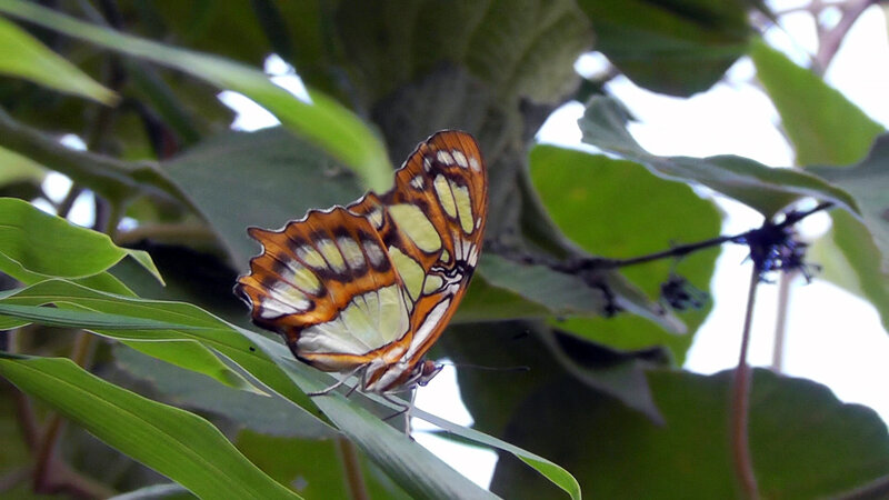 Butterfly on Green Leaf — Calm, Afternoon, Photograph, Plant, Branch