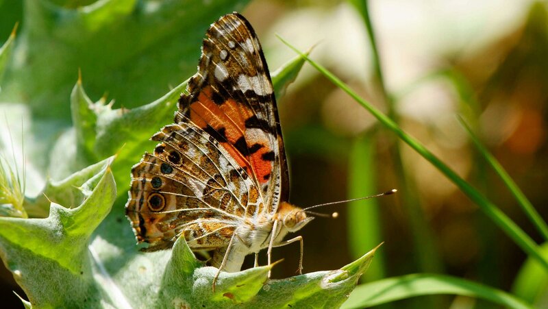 Butterfly on Green Leaf — Calm, Afternoon, Photograph, Plant, Grass