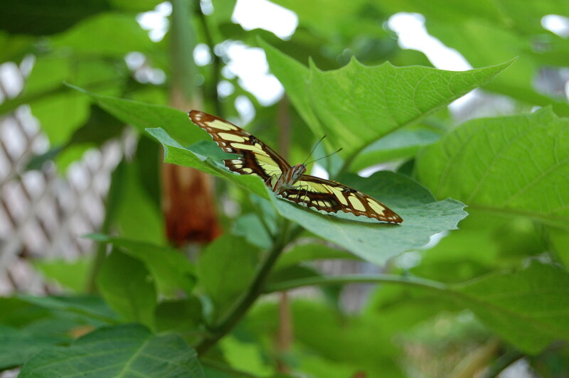 Butterfly on Green Leaf — Calm, Afternoon, Photograph, Plant, Insect