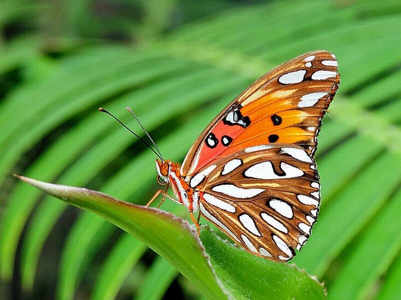 Butterfly on Green Leaf — Calm, Afternoon, Photograph, Plant