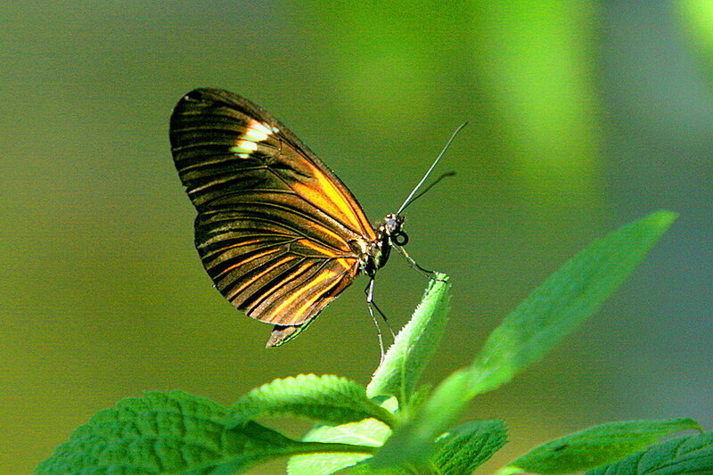 Butterfly on Green Leaf — Calm, Afternoon, Photograph, Plant, Wing