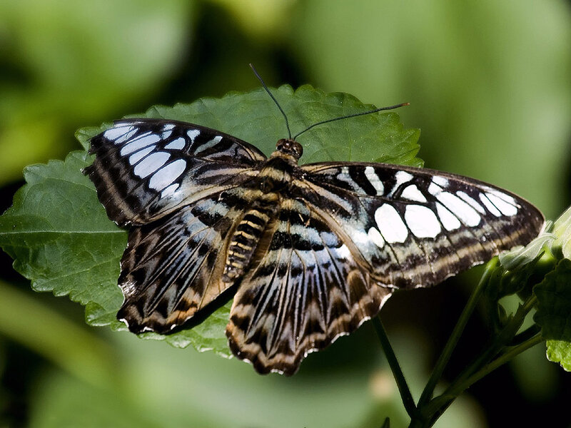 Butterfly on Green Leaf — Calm, Afternoon, Photograph