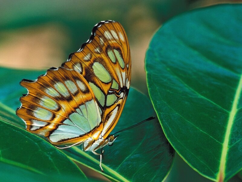 Butterfly on Green Leaf — Calm, Afternoon, Photograph, Wing