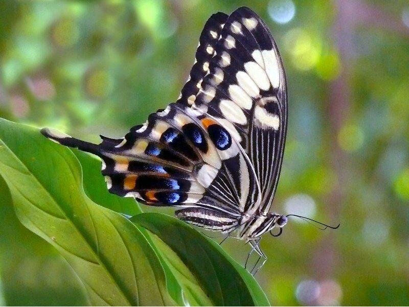 Butterfly on Green Leaf — Calm, Afternoon