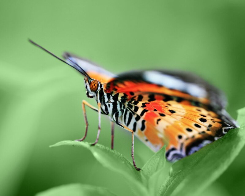 Butterfly on Green Leaf — Calm, Photograph, Antenna, Wings