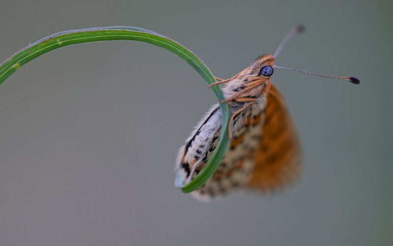 Butterfly on Green Leaf — Calm, Photograph, Antennae, Eyes, Brown