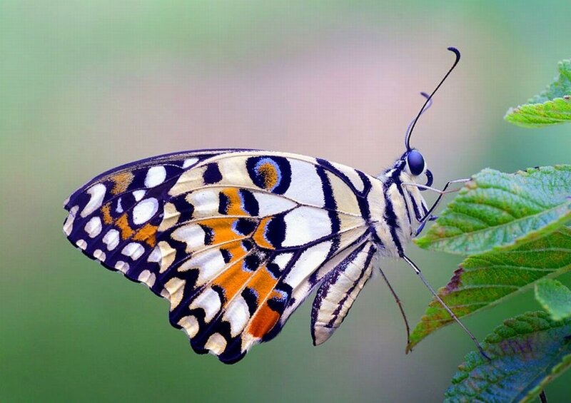 Butterfly on Green Leaf — Calm, Photograph, Antennae