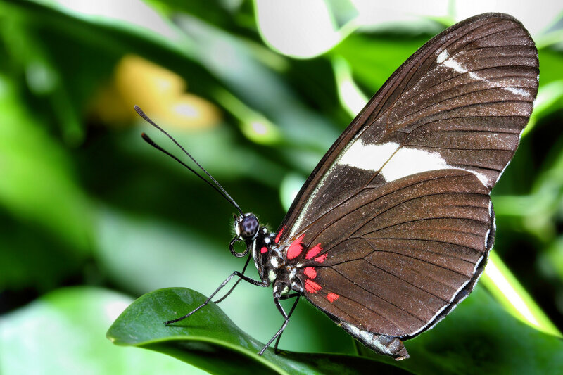 Butterfly on Green Leaf — Calm, Photograph, Antennae, Wings, Brown, White