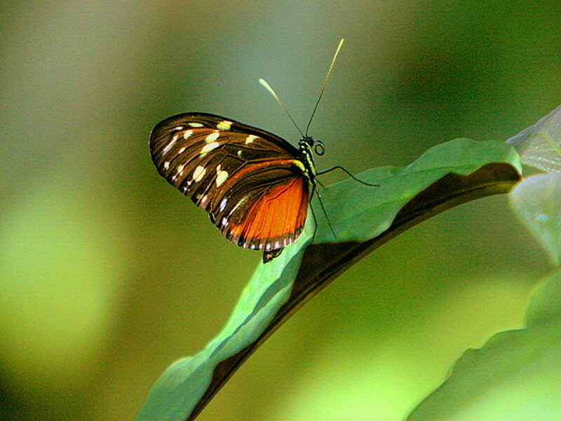 Butterfly on Green Leaf — Calm, Photograph, Antennae, Wings