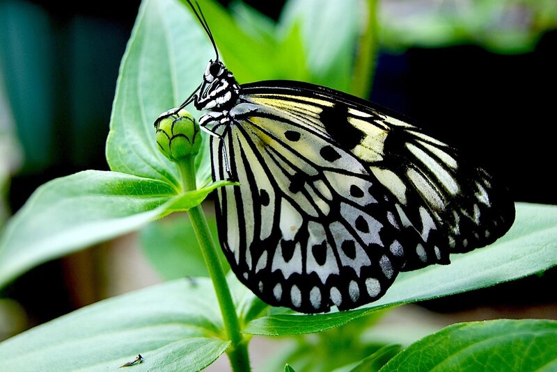 Butterfly on Green Leaf — Calm, Photograph, Bud