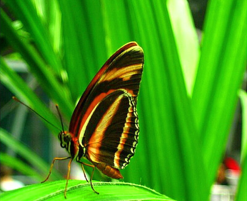 Butterfly on Green Leaf — Calm, Photograph, Insect