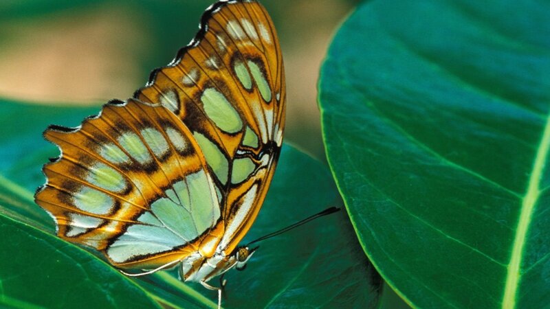 Butterfly on Green Leaf — Calm, Photograph, Orange
