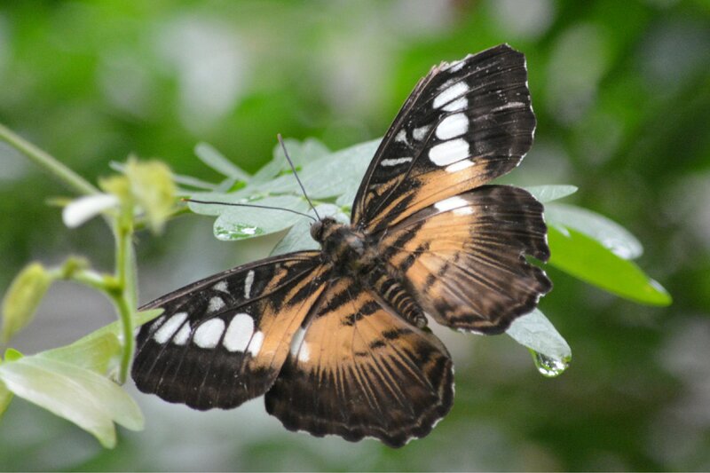 Butterfly on Green Leaf — Calm, Photograph, Plant, Droplet