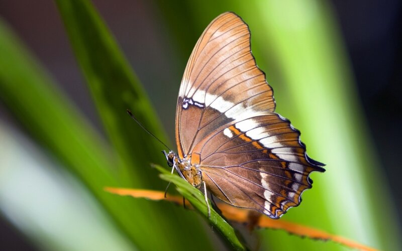 Butterfly on Green Leaf — Calm, Photograph, Plant