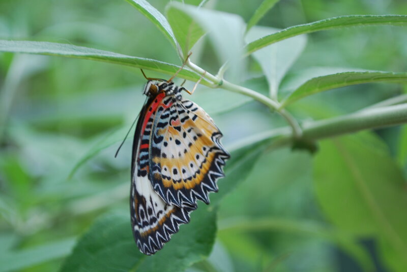 Butterfly on Green Leaf — Calm, Photograph, Plant, Wing, Black