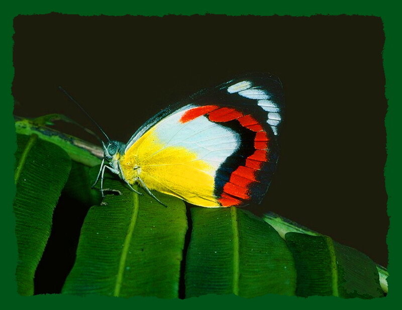 Butterfly on Green Leaf — Calm, Photograph