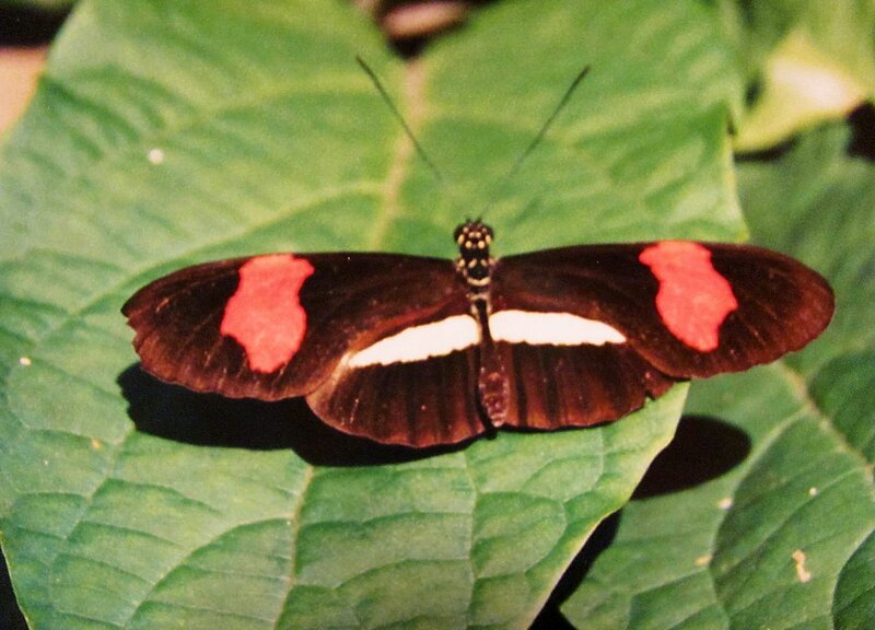 Butterfly on Green Leaf — Calm, Photograph, Wing, Antenna