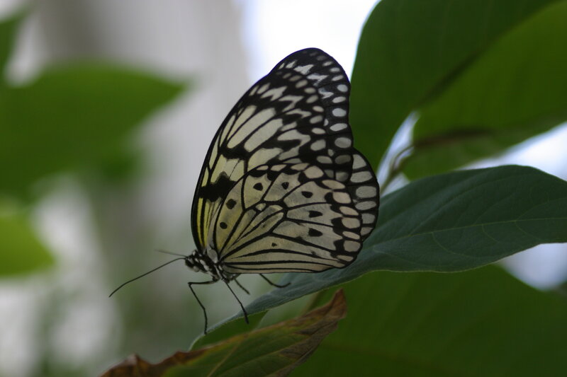 Butterfly on Green Leaf — Calm, Photograph, Wing