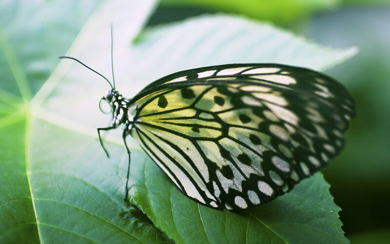 Butterfly on Green Leaf — Calm, Photograph, Wings, Antennae, Black