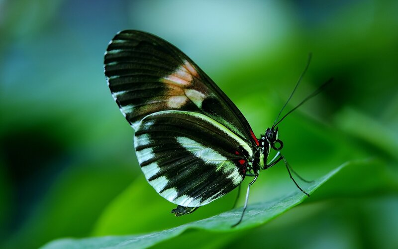 Butterfly on Green Leaf — Calm, Photograph, Wings, Antennae