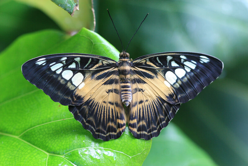 Butterfly on Green Leaf — Calm, Photograph, Wings