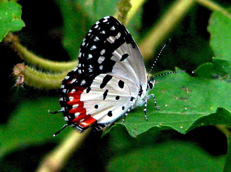 Butterfly on Green Leaf — Calm