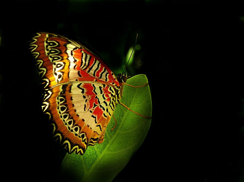 Butterfly on Green Leaf — Dramatic, Night