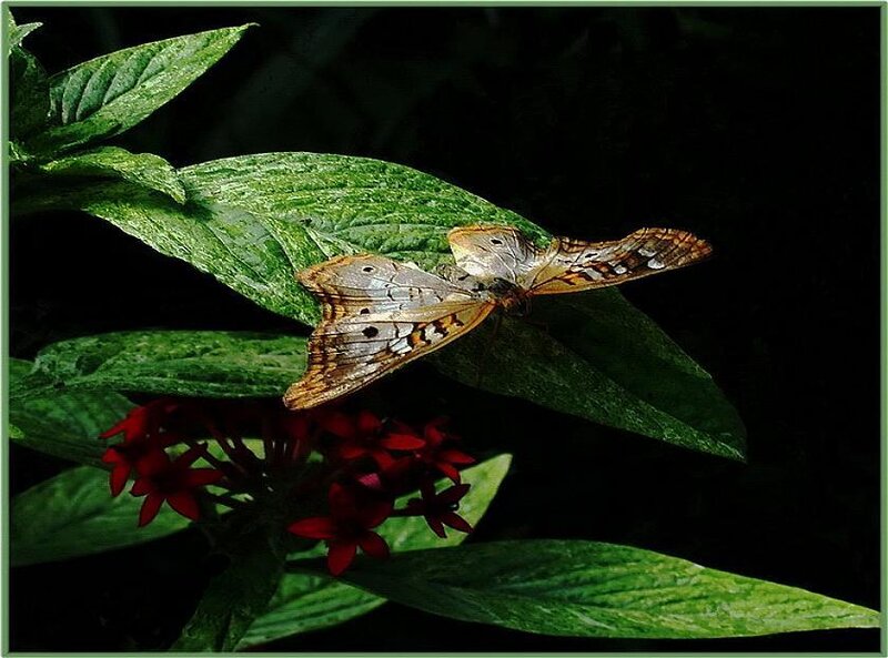 Butterfly on Green Leaf — Dramatic, Photograph, Flower