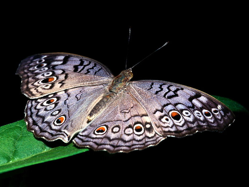 Butterfly on Green Leaf — Dramatic, Photograph