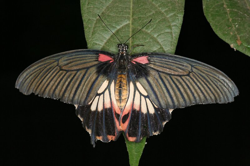 Butterfly on Green Leaf — Dramatic