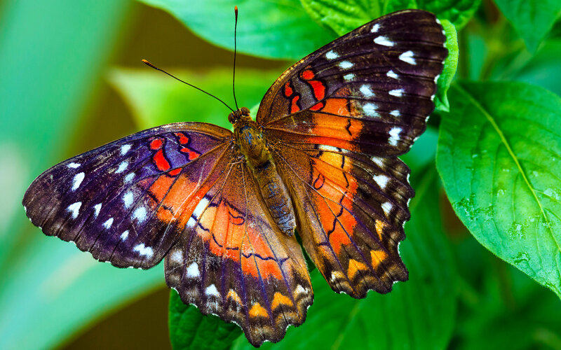 Butterfly on Green Leaf — Natural, Afternoon, Photograph, Antennae