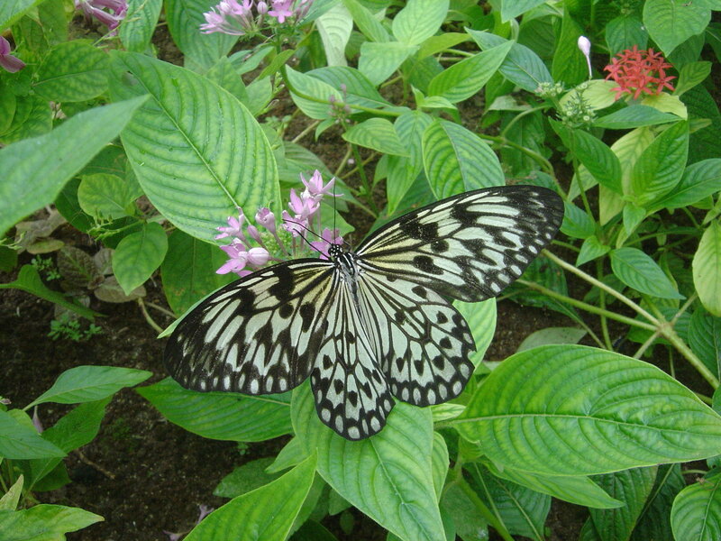 Butterfly on Green Leaf — Natural, Afternoon, Photograph, Flowers