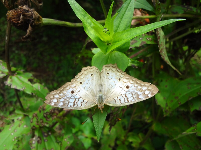 Butterfly on Green Leaf — Natural, Afternoon, Photograph, Plant