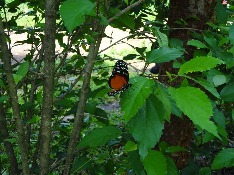 Butterfly on Green Leaf — Natural, Afternoon, Photograph, Tree