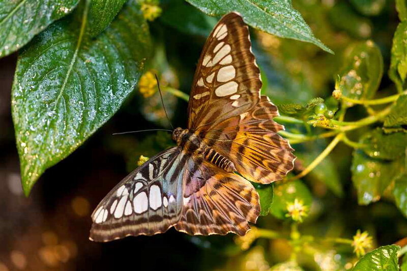 Butterfly on Green Leaf — Natural, Afternoon