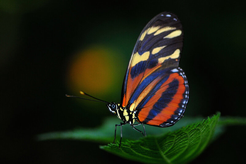 Butterfly on Green Leaf — Natural, Photograph, Antennae