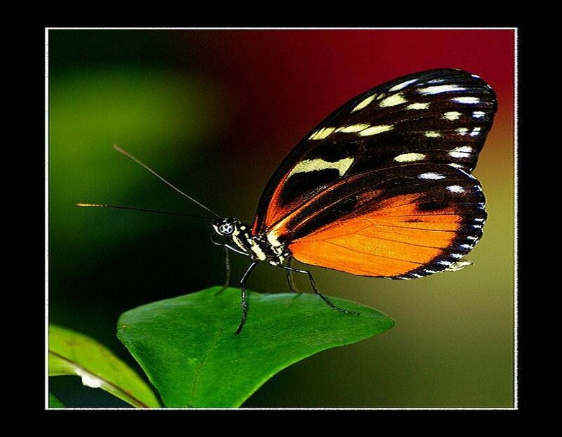 Butterfly on Green Leaf — Natural, Photograph, Antennae, Wings, Orange