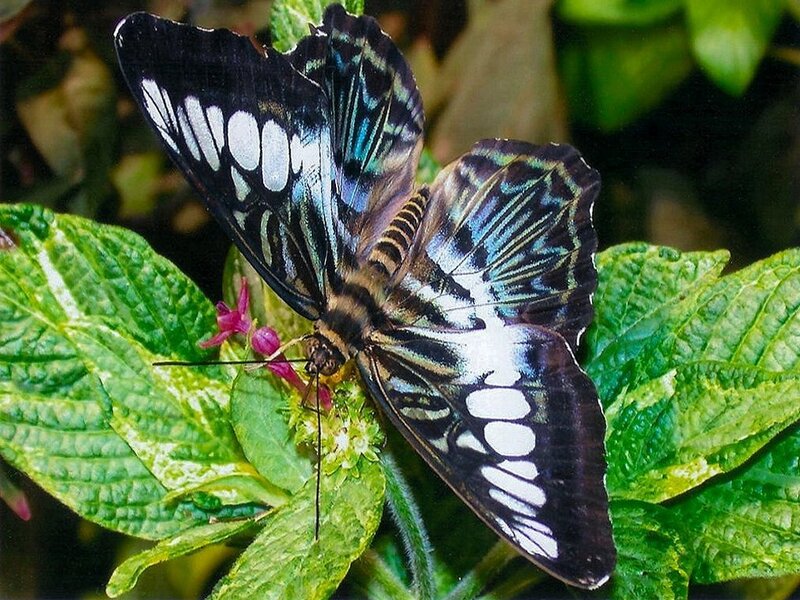 Butterfly on Green Leaf — Natural, Photograph, Flower, Plant