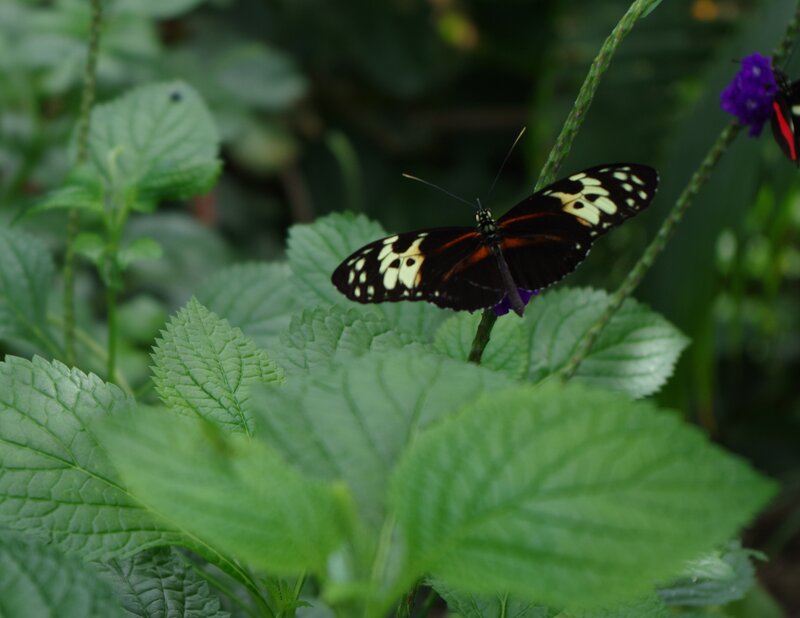Butterfly on Green Leaf — Natural, Photograph, Flower
