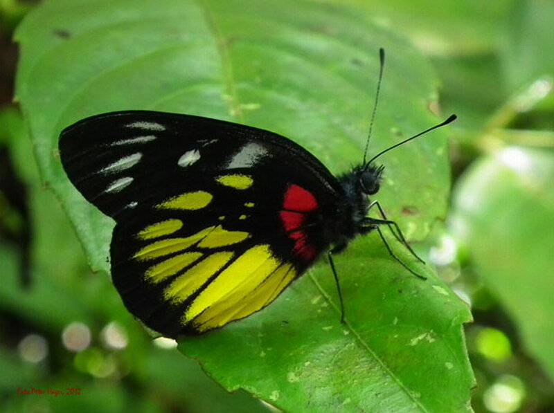 Butterfly on Green Leaf — Natural, Photograph, Insect