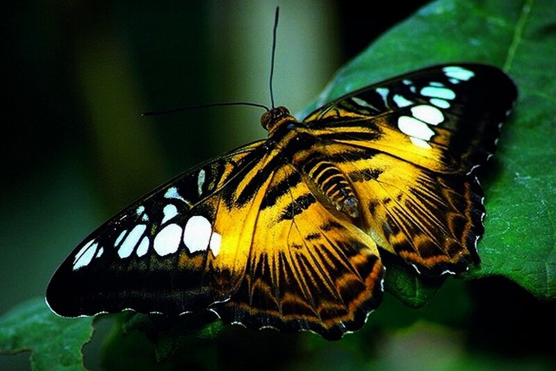 Butterfly on Green Leaf — Natural, Photograph