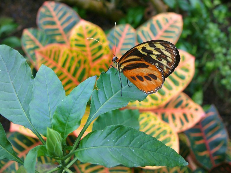 Butterfly on Green Leaf — Natural
