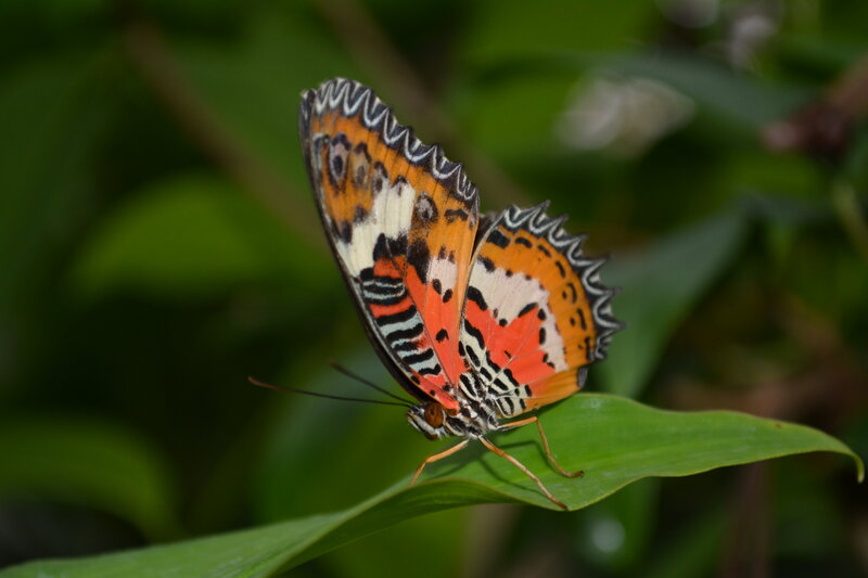 Butterfly on Green Leaf — Orange, Calm, Photograph