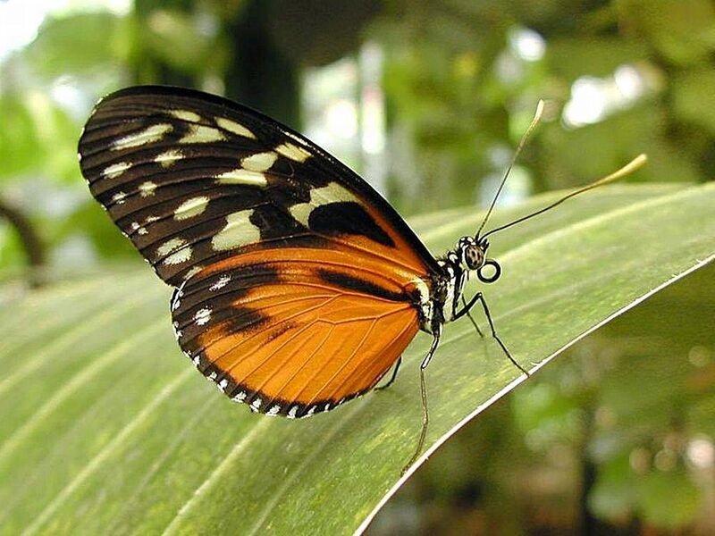 Butterfly on Green Leaf — Orange, Calm