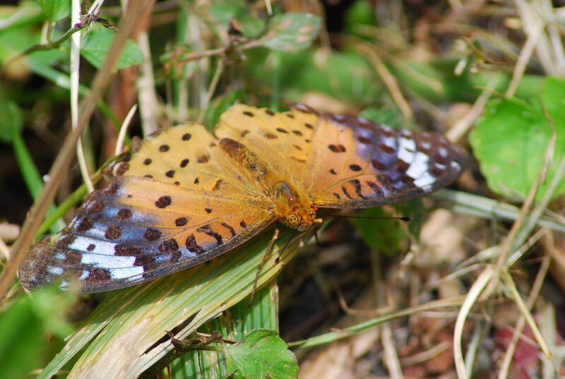 Butterfly on Green Leaf — Orange, Natural, Afternoon