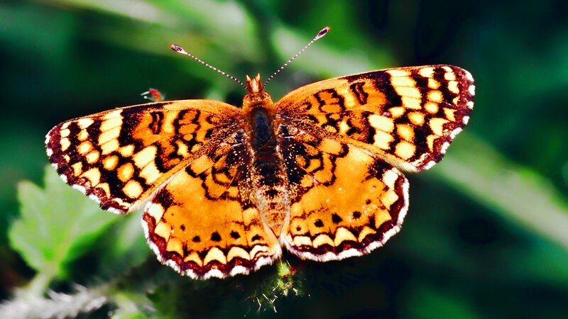 Butterfly on Green Leaf — Orange, Natural