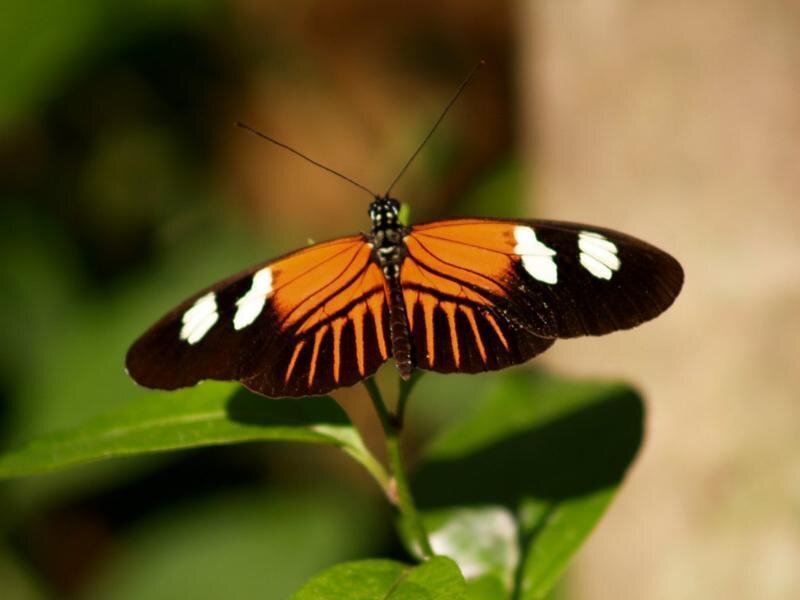 Butterfly on Green Leaf — Orange