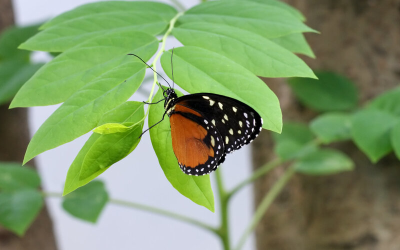 Butterfly on Green Leaf — Plant