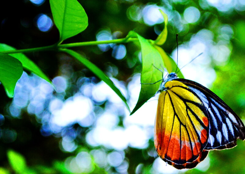 Butterfly on Green Leaf — Serene, Afternoon, Photograph, Plant